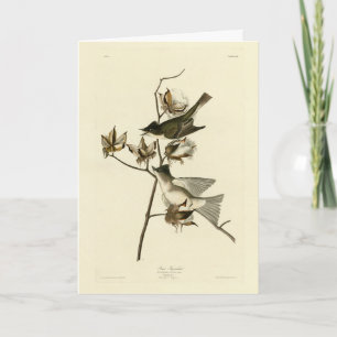Pewit Flycatcher, Phoebe, Audubon Birds of America Kort