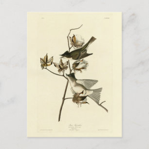 Pewit Flycatcher, Phoebe, Audubon Birds of America Vykort