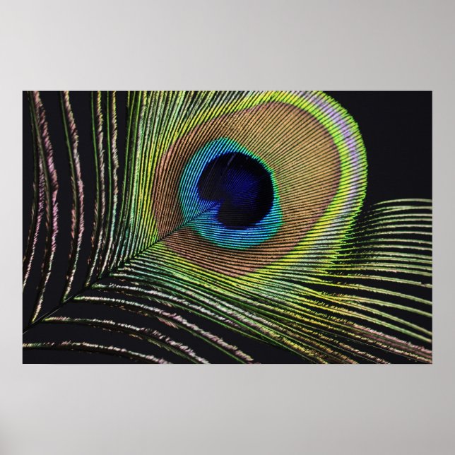 Pfauenfeder Poster (Framsidan)