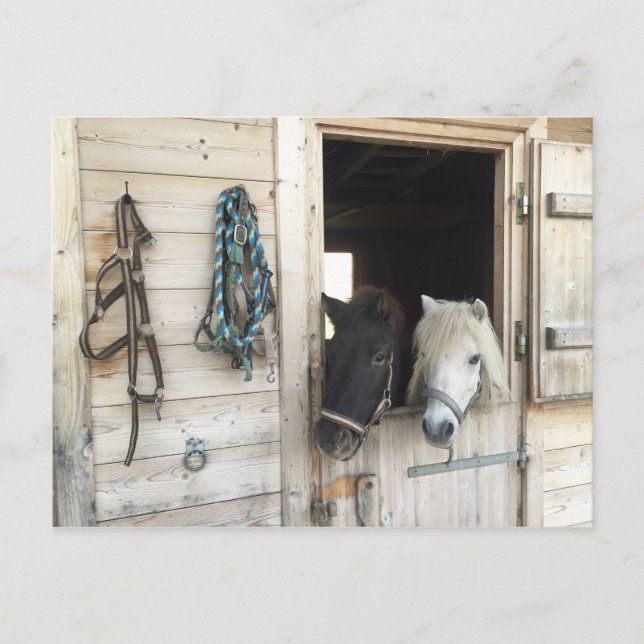 Pferde Vykort (Framsida)