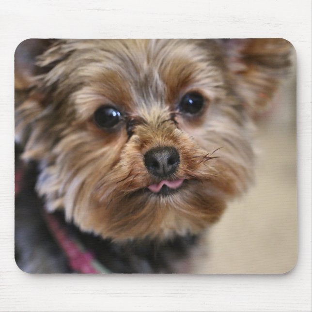 Pfft! Musmatta (Framsidan)