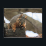 Pfft Vykort<br><div class="desc">ekorre</div>