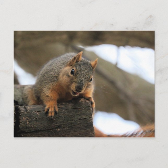 Pfft Vykort (Framsida)