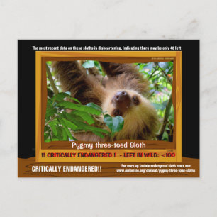 Pgymy ThreeToed Sloth är allvarligt hotad Vykort