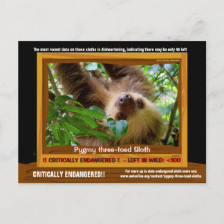 Pgymy ThreeToed Sloth är allvarligt hotad Vykort