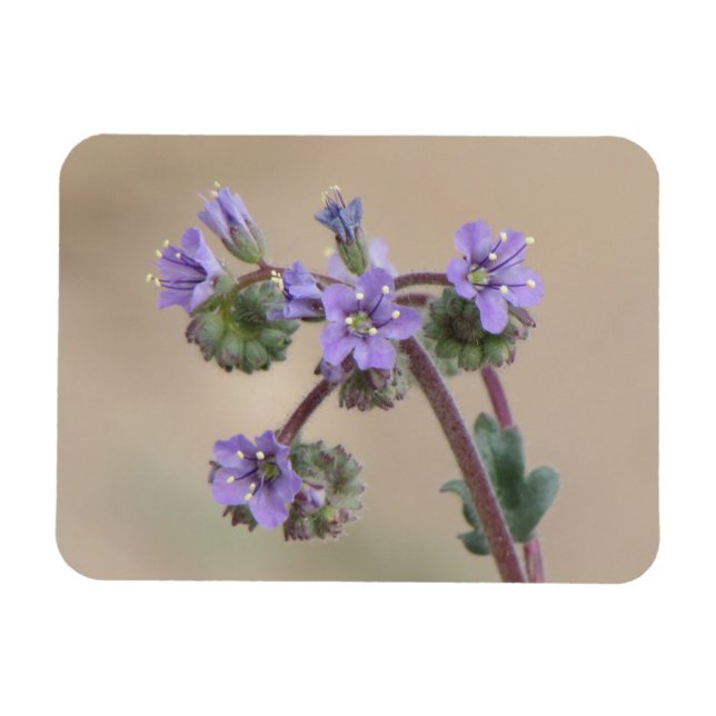 Phacelia Lila Wildblommor Magnet (Horisontell)