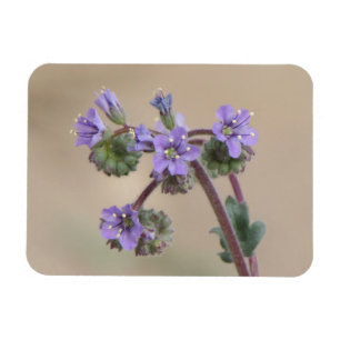 Phacelia lilavildblommar magnet