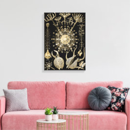 Phaeodaria | 61 Guld | Ernst Haeckel | Canvastryck