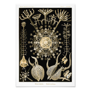 Phaeodaria 61 Guld Ernst Haeckel Fototryck