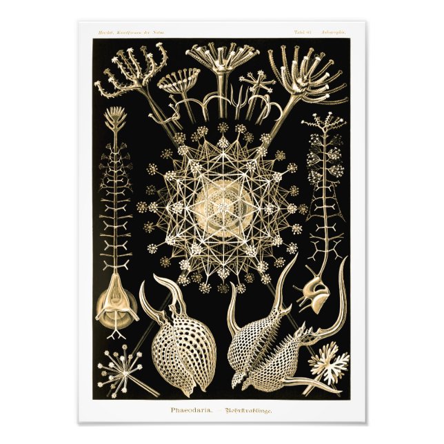 Phaeodaria | 61 Guld | Ernst Haeckel | Fototryck (Framsidan)
