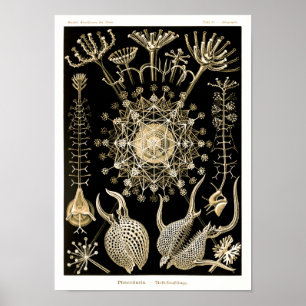 Phaeodaria   61 Guld   Ernst Haeckel   Poster