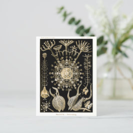 Phaeodaria | 61 Guld | Ernst Haeckel | Vykort