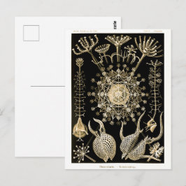 Phaeodaria | 61 Guld | Ernst Haeckel | Vykort