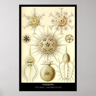 Phaeodaria - Plate 1-Kunstformen der Natur Poster