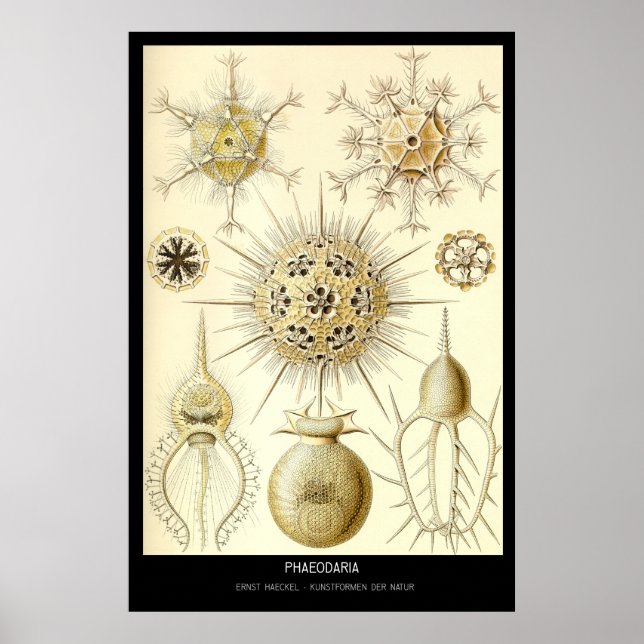 Phaeodaria - Plate 1-Kunstformen der Natur Poster (Framsidan)