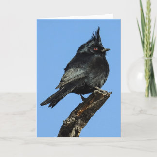 Phainopepla Notecard Kort