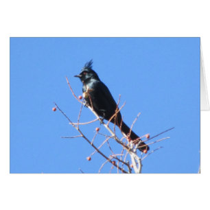 Phainopepla OBS Kort