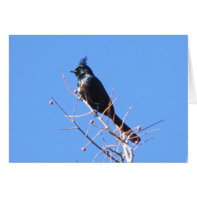 Phainopepla OBS Kort (Framsidan Horizontal)