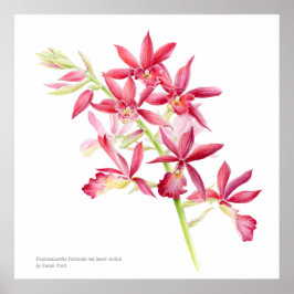 Phaiocalanthe Parkside Red orchid vattenfärgsart Poster