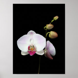 "Phalaenopsis" affisch