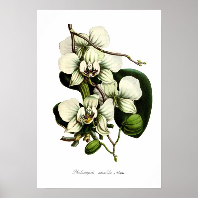 Phalaenopsis amabilis poster (Framsidan)