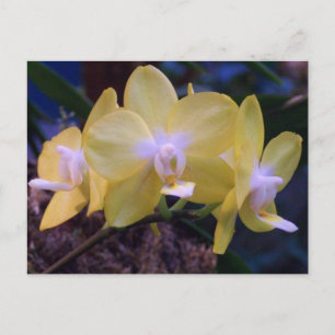 Phalaenopsis butterfly orchid vykort