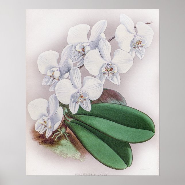 Phalaenopsis Casta Orchid Poster (Framsidan)
