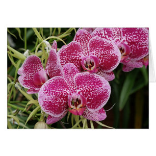 Phalaenopsis Hälsningskort