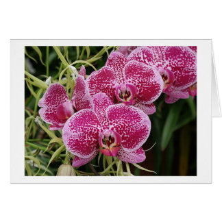 Phalaenopsis Hälsningskort
