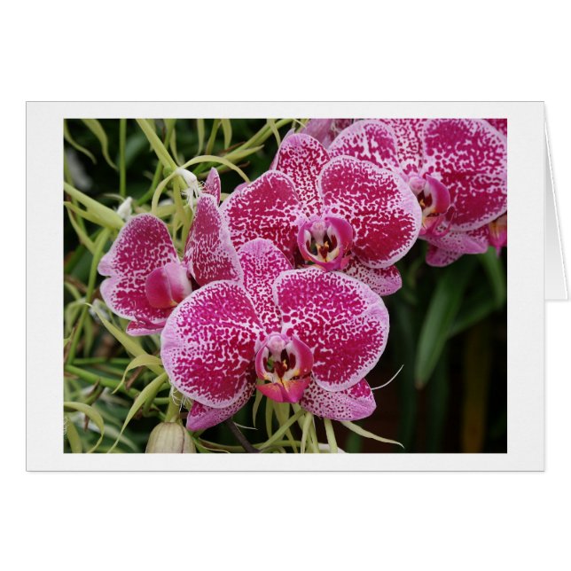 Phalaenopsis Hälsningskort (Framsidan Horizontal)