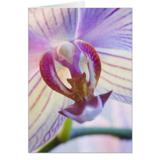 Phalaenopsis Hälsningskort