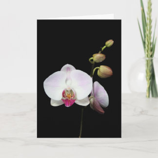 "Phalaenopsis" kort