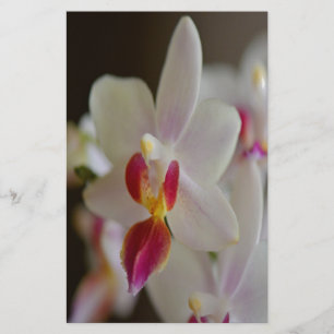Phalaenopsis Orchid Brevpapper