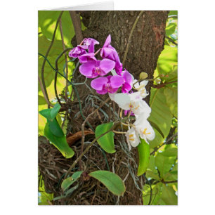 Phalaenopsis Orchid Hälsningskort