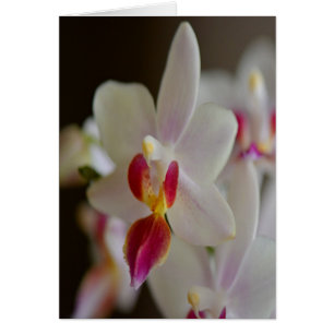 Phalaenopsis Orchid Hälsningskort