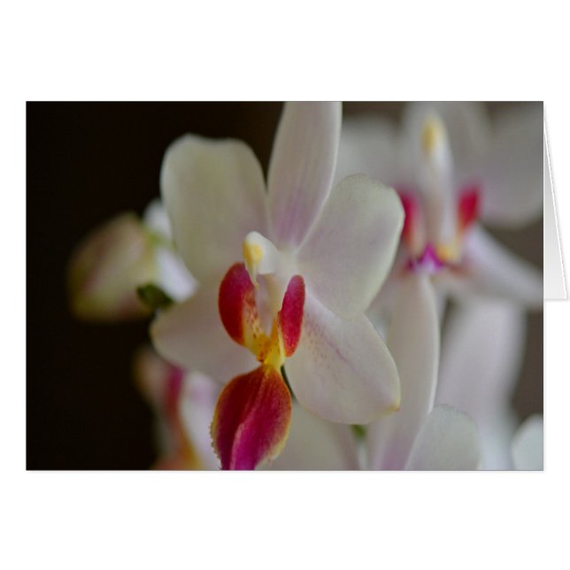 Phalaenopsis Orchid Hälsningskort (Framsidan Horizontal)