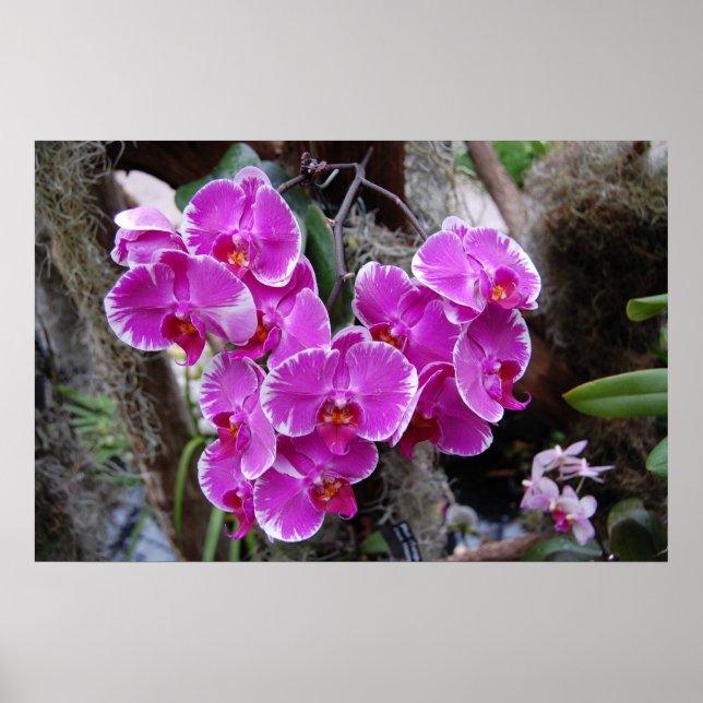 Phalaenopsis Orchid in Natural Habitat Poster (Framsidan)