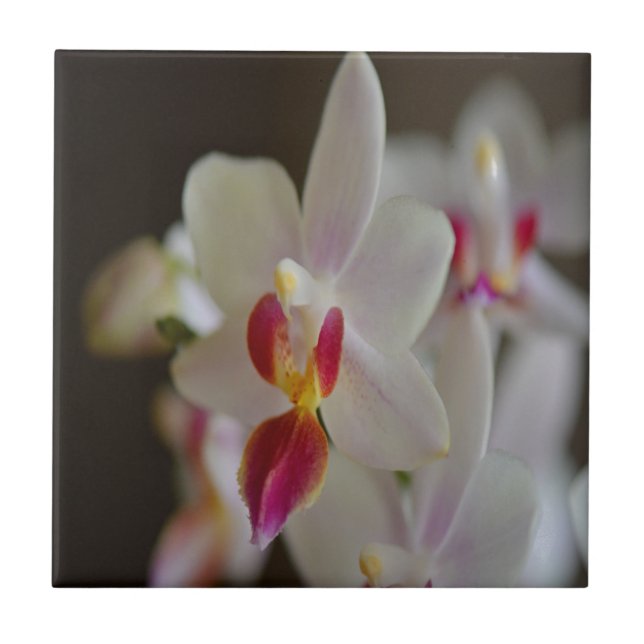Phalaenopsis Orchid Kakelplatta (Framsidan)