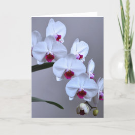 Phalaenopsis Orchid Kort
