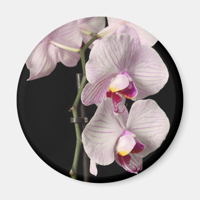 Phalaenopsis orchid magnet (Framsidan)