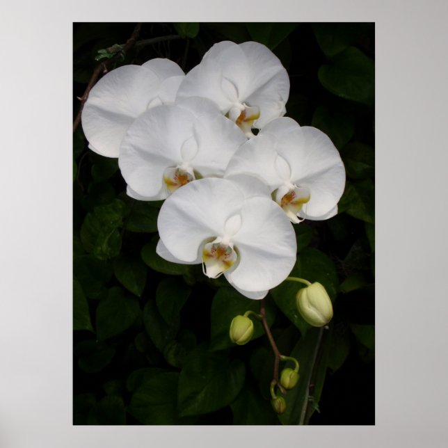 Phalaenopsis Orchid Poster (Framsidan)