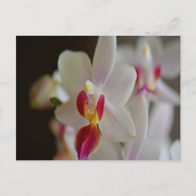 Phalaenopsis Orchid Vykort (Framsida)