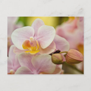 Phalaenopsis Orchid Vykort