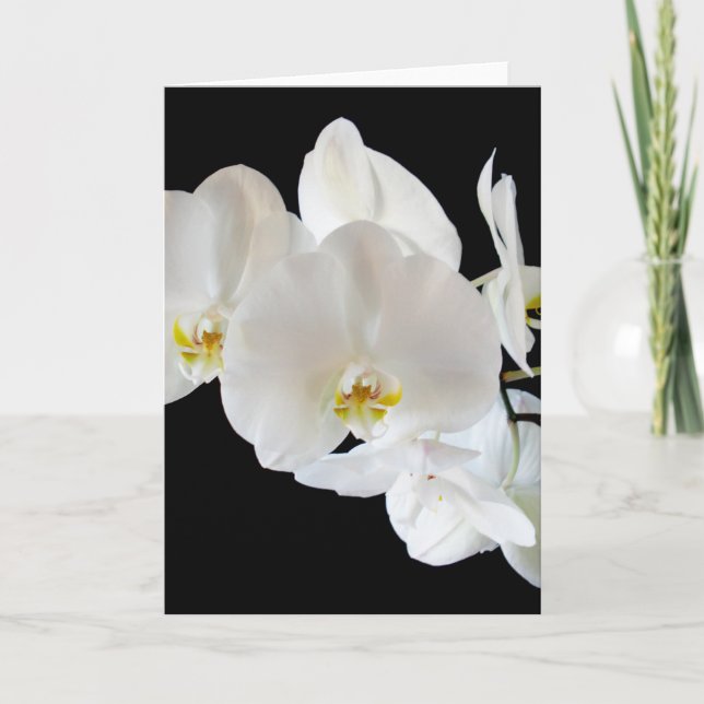 Phalaenopsis Orchida Kort (Framsida)