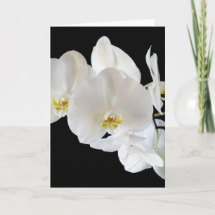 Phalaenopsis Orchida Kort