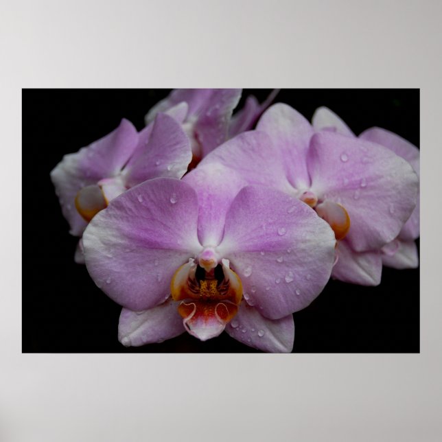 Phalaenopsis Orchids Poster (Framsidan)