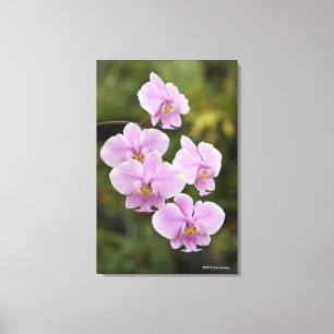Phalaenopsis Schilleriana Canvastryck