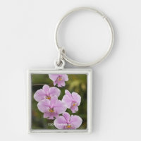 Phalaenopsis Schilleriana