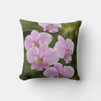 Phalaenopsis Schilleriana Kudde