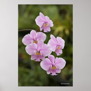 Phalaenopsis Schilleriana Poster